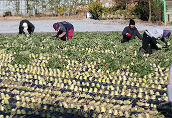 농촌 공동체 기반 서비스 활성화: 지속가능성을 위한 정부의 전략적 ESG 투자